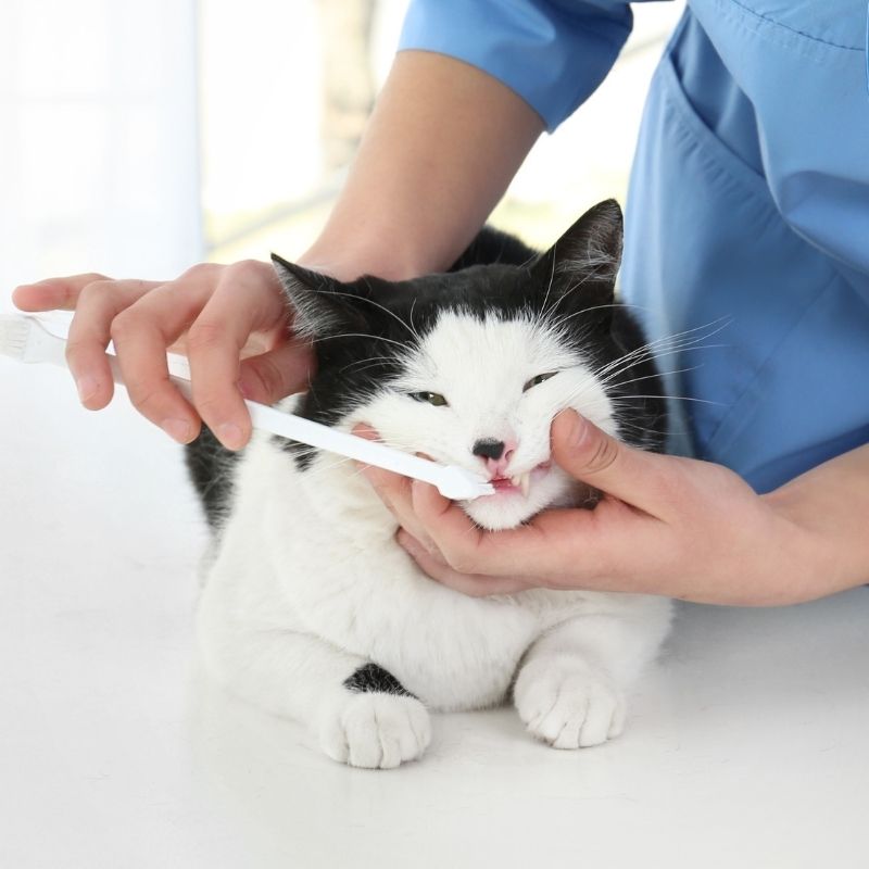 black and white cat dental cleaning