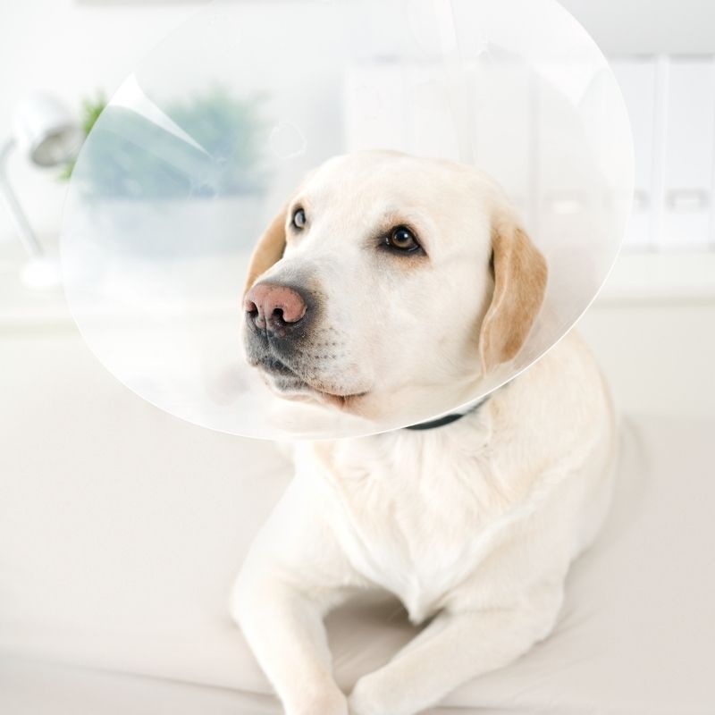 labrador dog in cone
