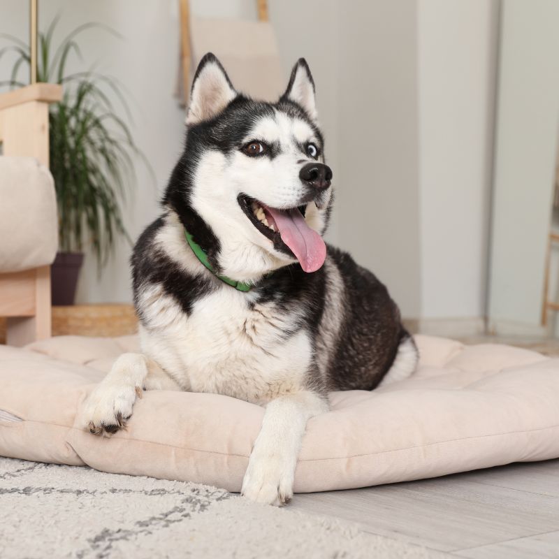 Pet Boarding img Dog relaxing on a comfortable bed