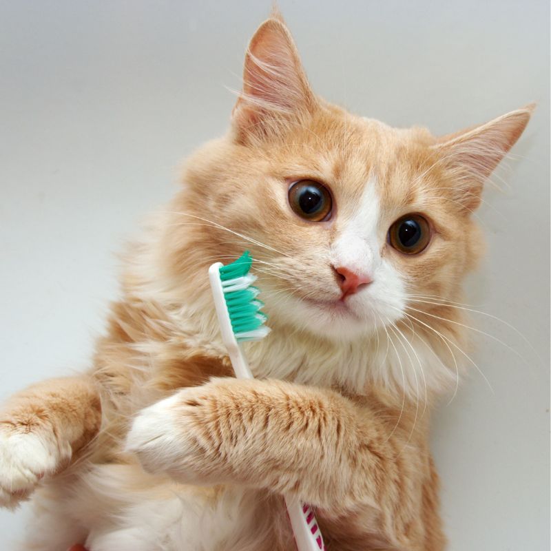 Pet Dental Care home Red cat with toothbrush