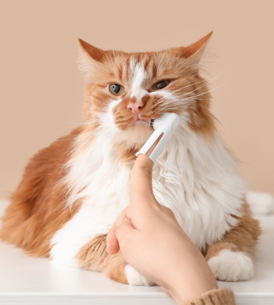 Pet Dentistry Inner Cat getting its teeth brushed