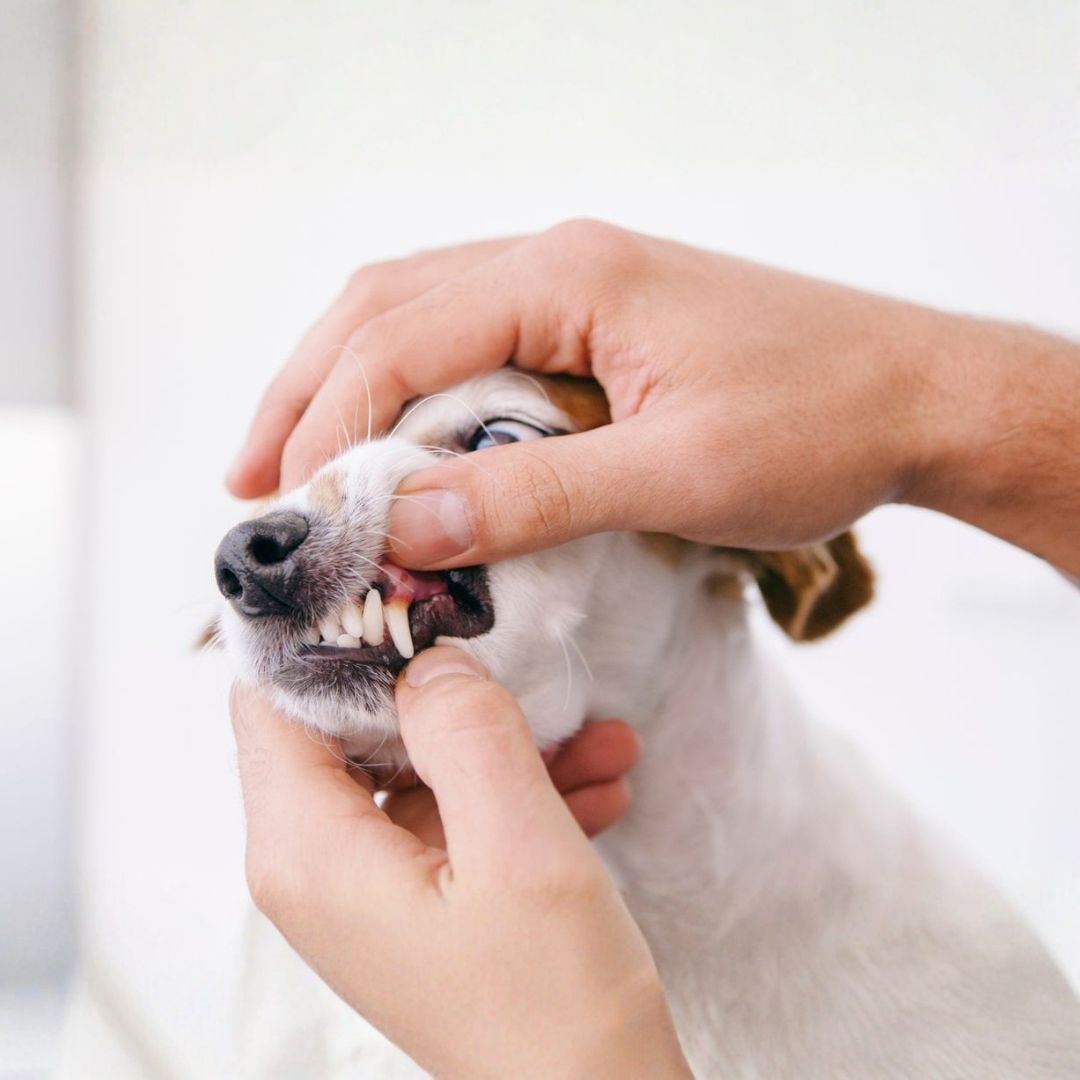 Vet checking a small dog's teeth