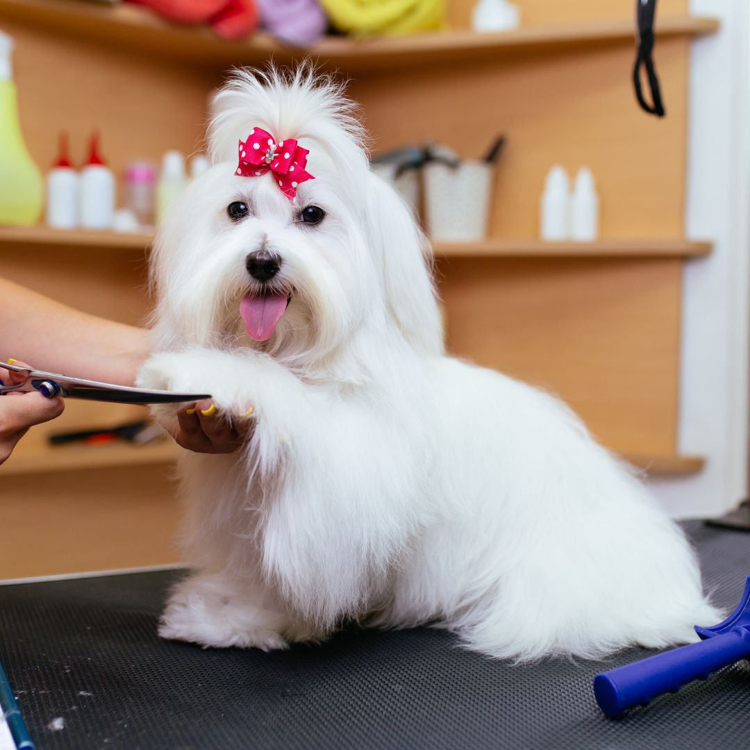 Dog getting groomed