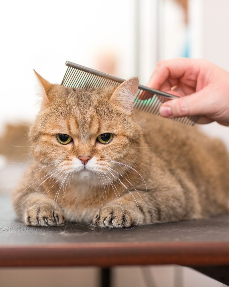 Pet Grooming Inner Cat during a grooming session