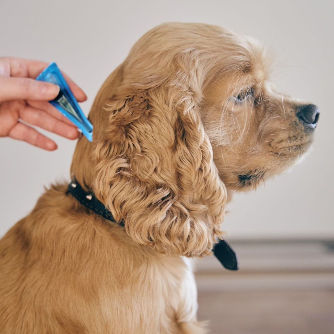 Pet Medical Care Inner The dog is treated with a flea remedy