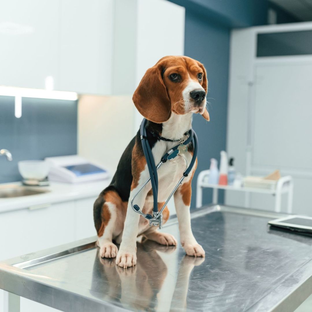 Beagle dog with stethoscope on exam table