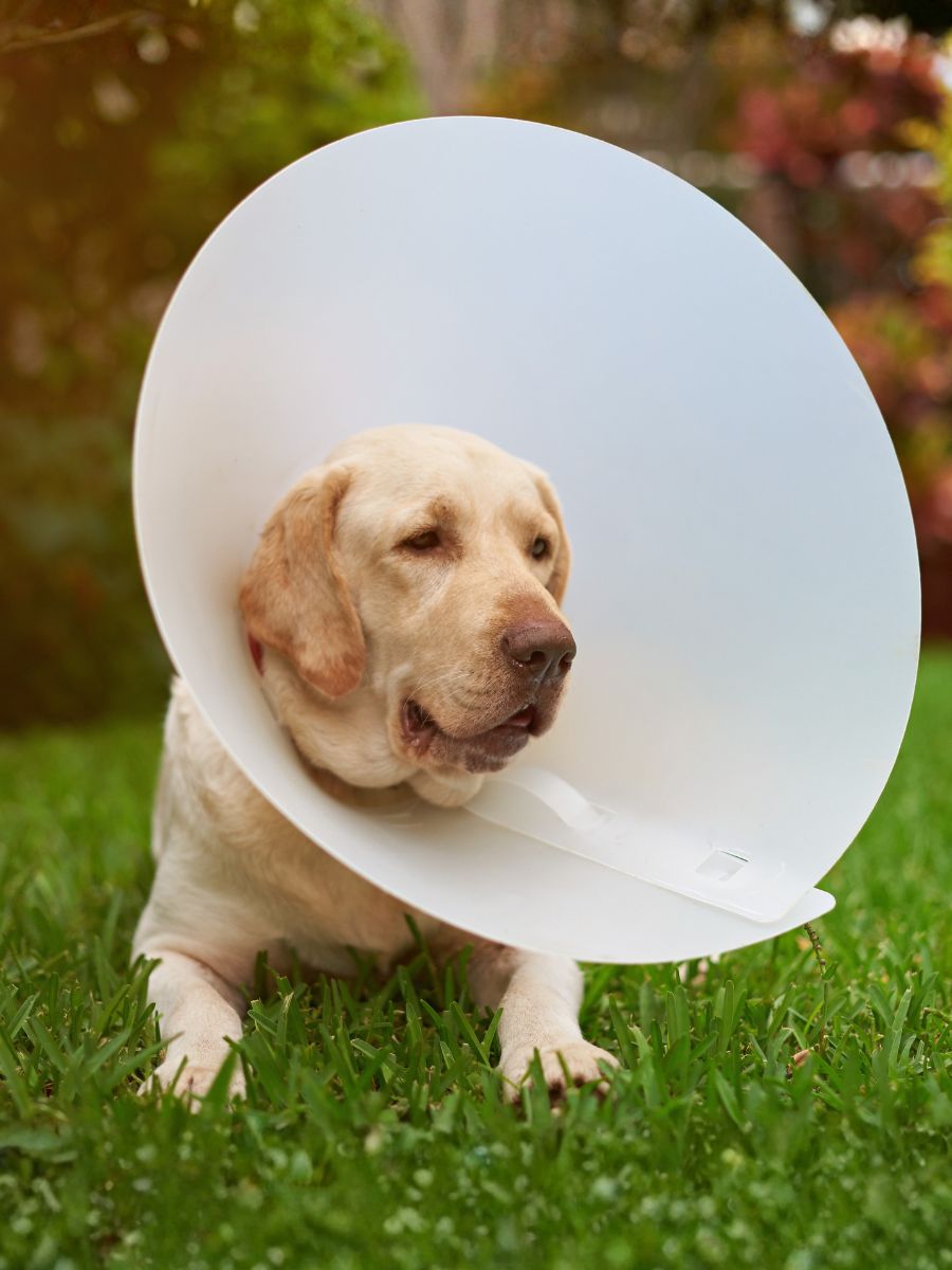 Pet Surgery Dog wearing a plastic medical cone