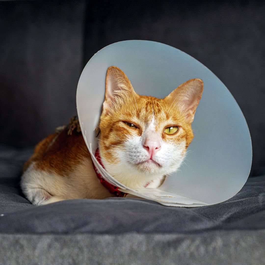 Orange cat wearing a plastic cone