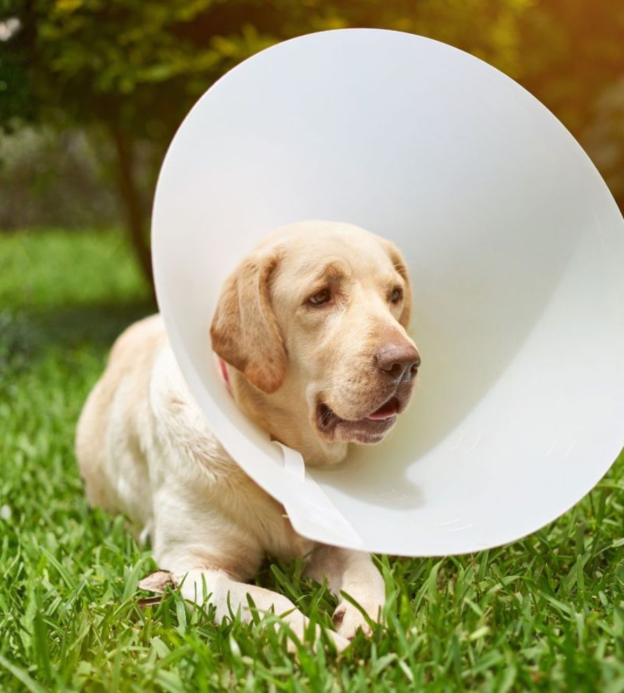 Pet Surgery Dog wearing a plastic medical cone