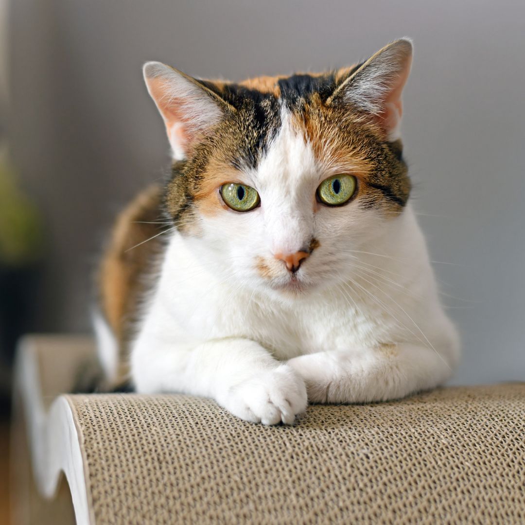 Calico cat resting on scratch board