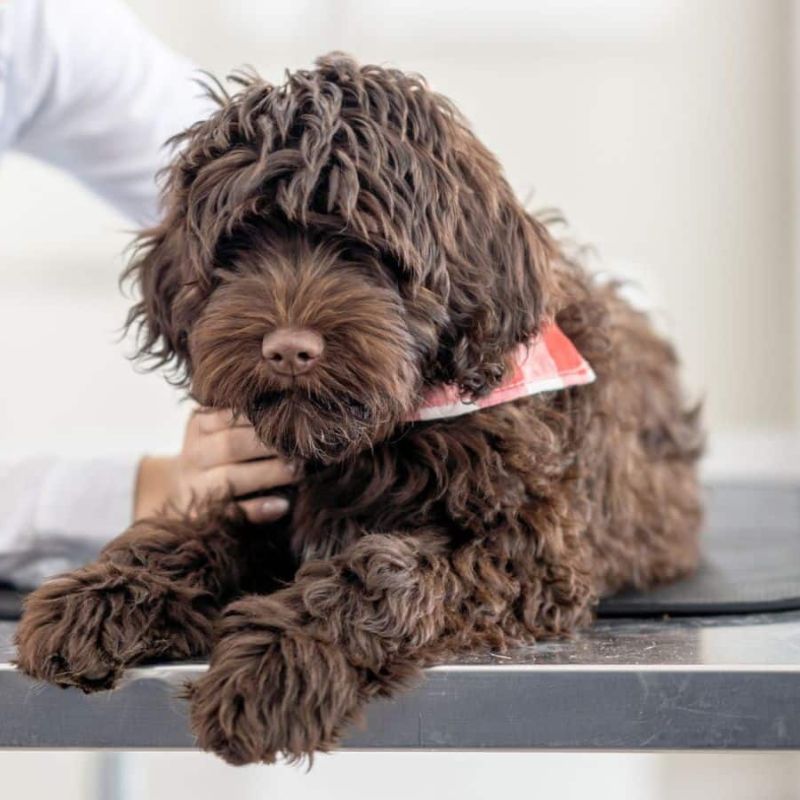 Veterinary Medical Care Brown puppy on a veterinary exam table